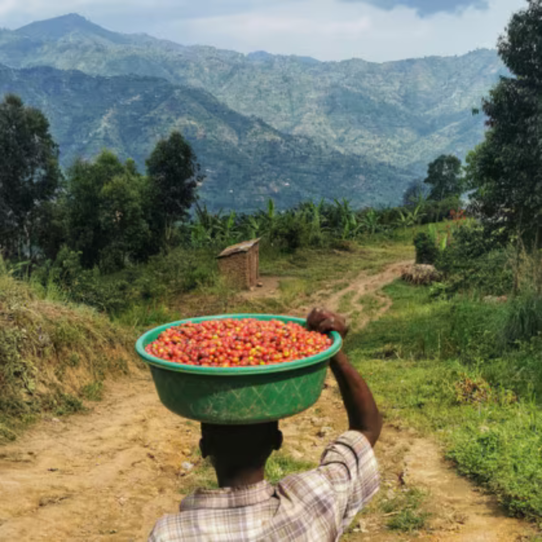 Gold Series - Uganda Rwenzori